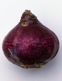 Hyacint hjemme