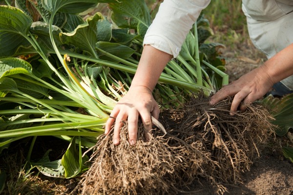 Hosta: planting og omsorg i friluft og pott. Sykdommer, skadedyr. Hvordan vokse en vert