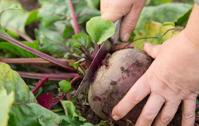 Beet lagring for vinteren