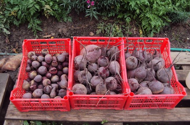 Beet lagring for vinteren