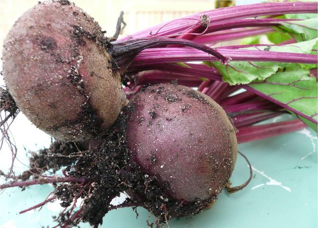 Beet lagring for vinteren