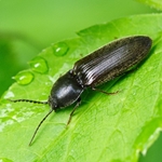 Hvordan bli kvitt en wire beetle Hvordan bli kvitt en wire beetle