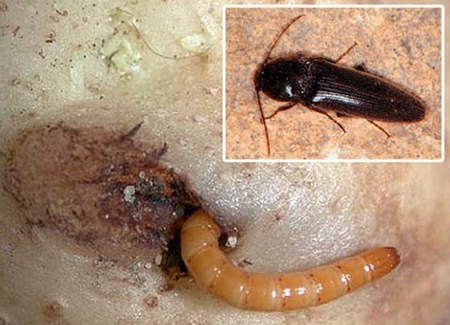 Hvordan bli kvitt en wire beetle Hvordan bli kvitt en wire beetle
