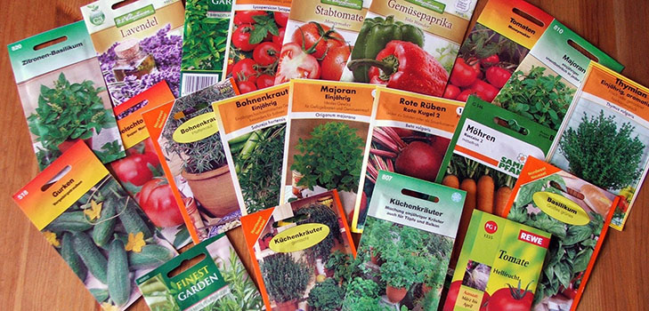 Hvordan velge riktig vegetabilsk frø for planting i det åpne bakken