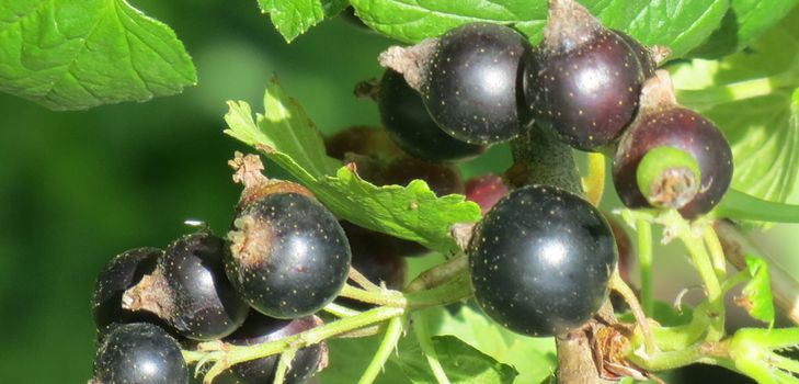 Hvordan ordentlig kutte currant
