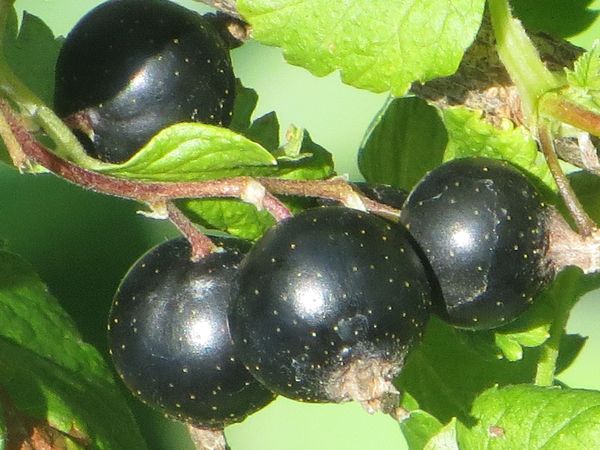 Hvordan ordentlig kutte currant
