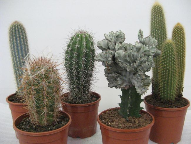 Hvordan transplantere en kaktus