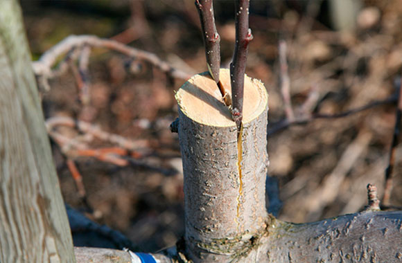 Hvordan riktig plante epletreet - video