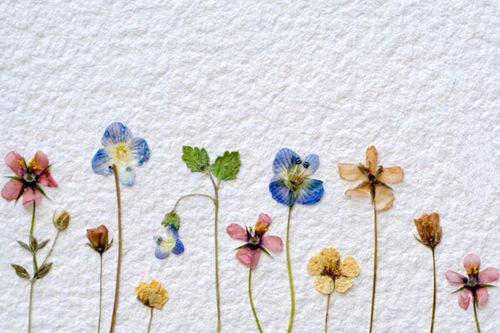 Hvordan tørke blomster til en herbarium