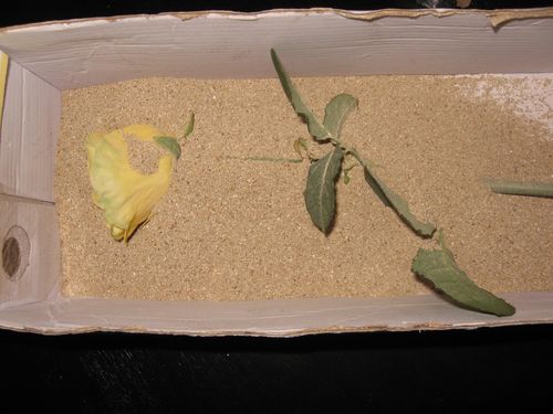 Hvordan tørke blomster til en herbarium