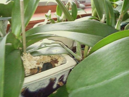 Hvordan forplante en orkide: babyer
