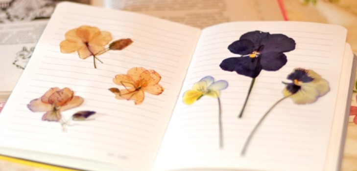 Lære å lage en herbarium og et album for ham med egne hender