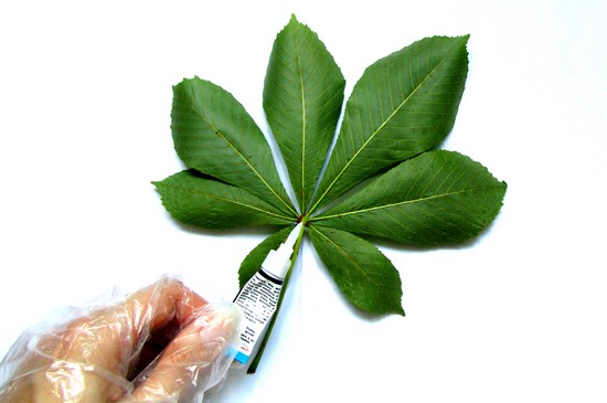 Lære å lage en herbarium og et album for ham med egne hender