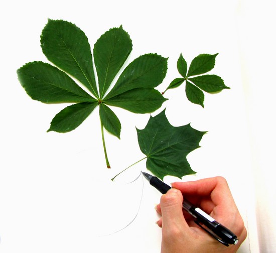 Lære å lage en herbarium og et album for ham med egne hender
