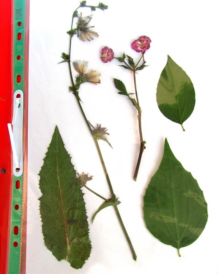 Lære å lage en herbarium og et album for ham med egne hender