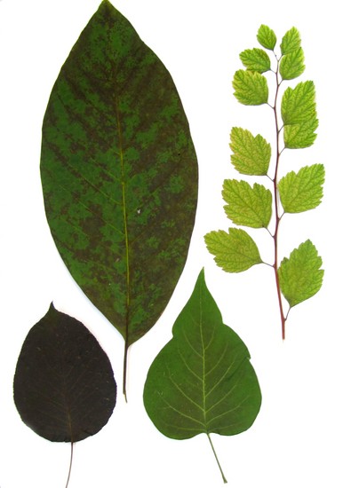 Lære å lage en herbarium og et album for ham med egne hender