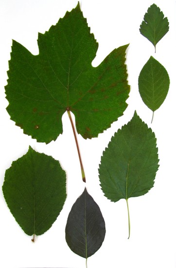 Lære å lage en herbarium og et album for ham med egne hender
