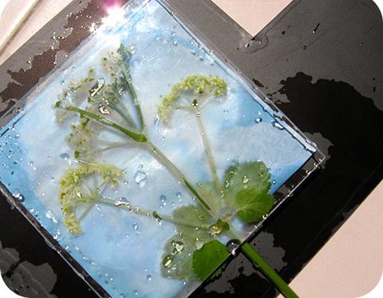 Lære å lage en herbarium og et album for ham med egne hender