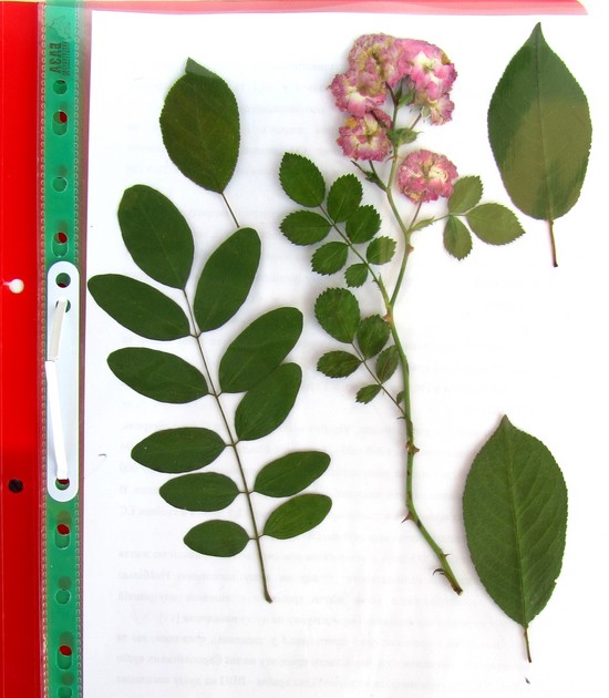Lære å lage en herbarium og et album for ham med egne hender