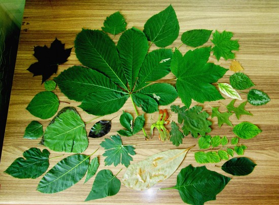 Hvordan lage et herbarium med egne hender. Herbarium for ungdomsskolen