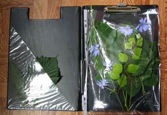 Lære å lage en herbarium og et album for ham med egne hender