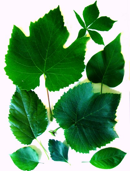 Lære å lage en herbarium og et album for ham med egne hender