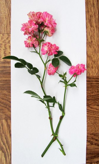Lære å lage en herbarium og et album for ham med egne hender