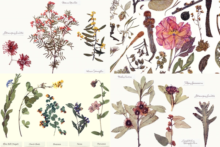 Hvordan lage og arrangere en herbarium av blader