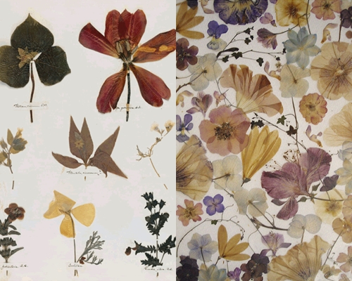 Hvordan lage og arrangere en herbarium av blader