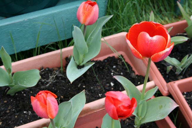 Tulipaner i hjemmet Tulipaner i hjemmet