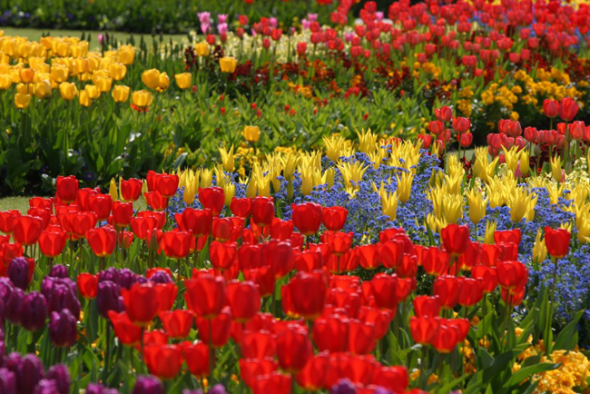 Hvordan lage en blomsterhage