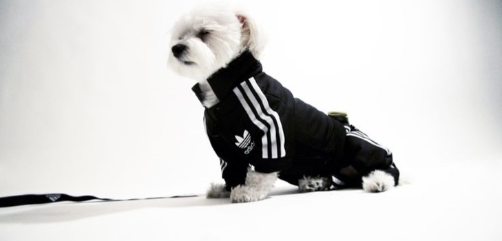 Varm fleece samlet for en hund