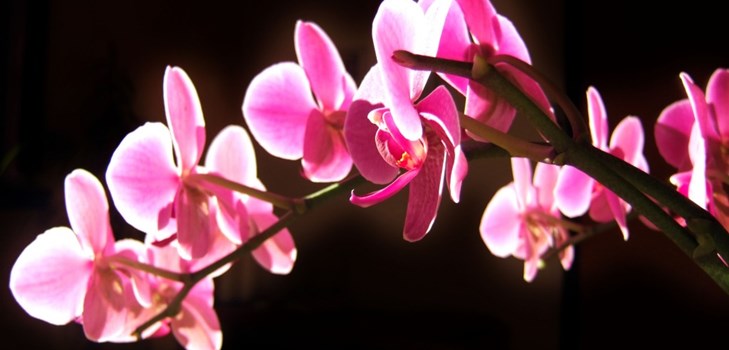 Orchid: omsorg etter blomstring