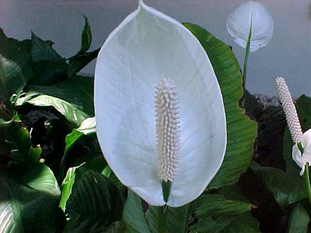 Transplantasjon spathiphyllum