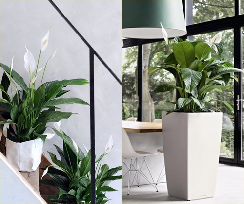 Sykdommer og behandling av spathiphyllum