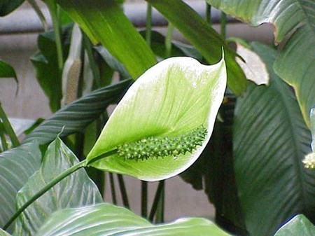 Ta vare på spathiphyllum i hjemmet Ta vare på spathiphyllum i hjemmet