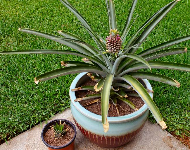 Hvordan vokse ananas