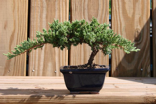 Hvordan vokse bonsai hjemme