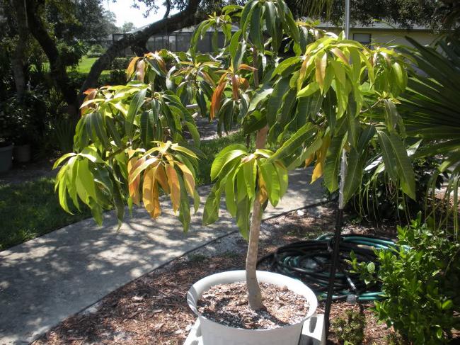 Hvordan vokse mango fra en stein