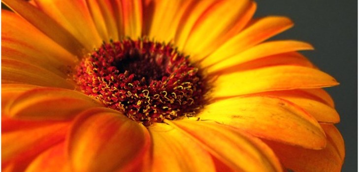 vakker gerbera