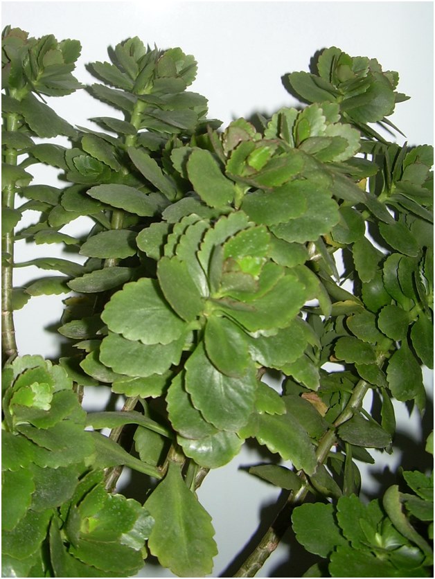 stiklinger av Kalanchoe