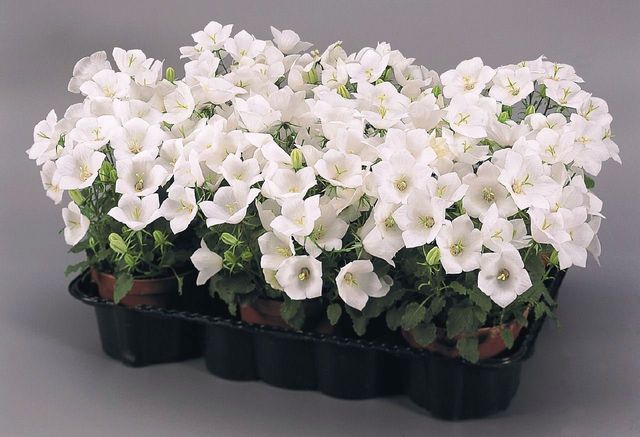 Ta vare på Campanula