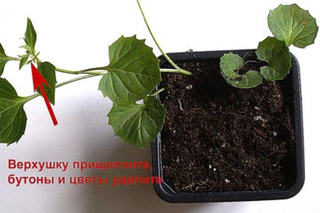 Ta vare på Campanula