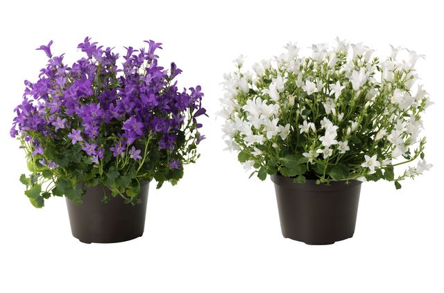 Ta vare på Campanula