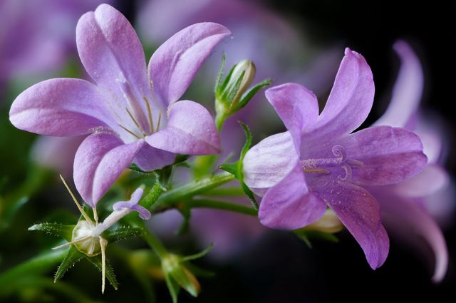 Campanula hjemme - planting og omsorg (video, foto): råd til en nybegynner floriculturist