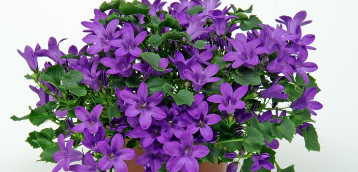 Ta vare på Campanula