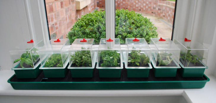 Poteter seedlings