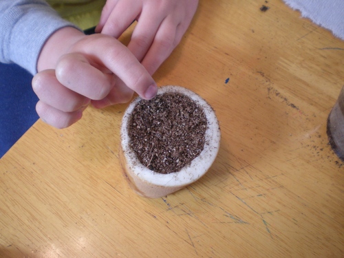 Poteter seedlings