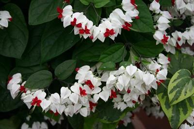Clerodendrum - omsorg