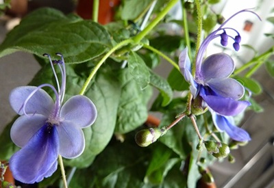 Clerodendrum - omsorg